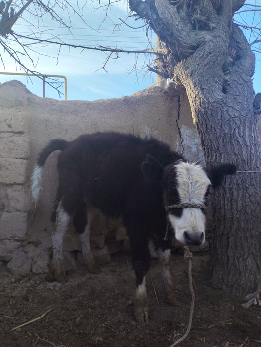 Еркекк бұзауларр