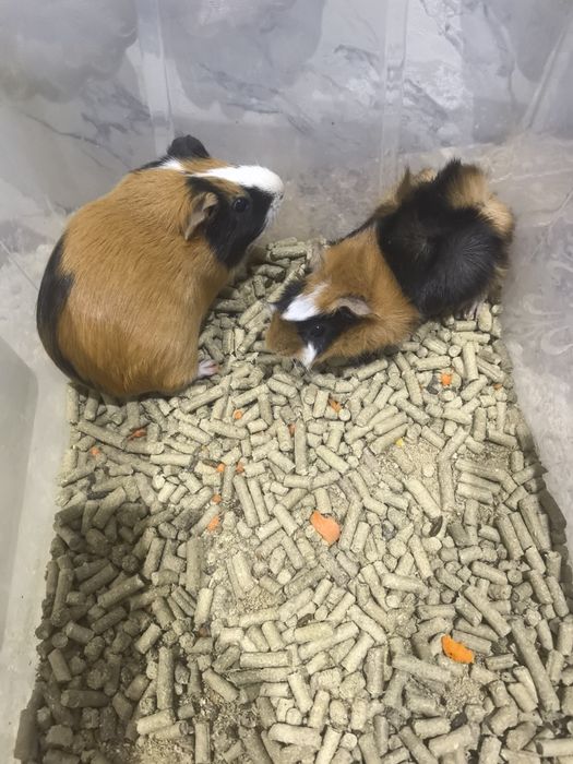 Продам морских свинок