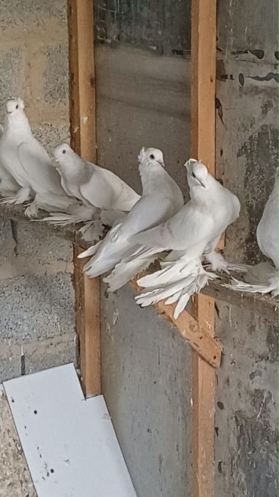 Продам голубей Шымкент