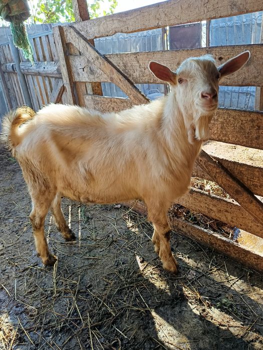 Vând țap rasa sannen fătat  în luna martie ,pentru reproducție . .