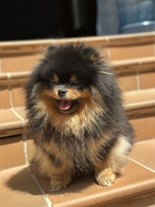 Померанский шпиц 3 мес дева