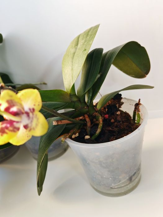 Фаленопсис Азиат