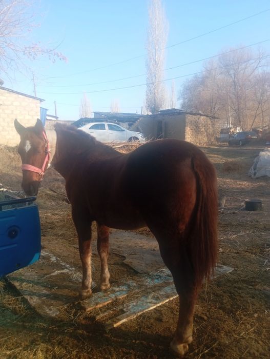 Байтал сатылады 2 жаста.