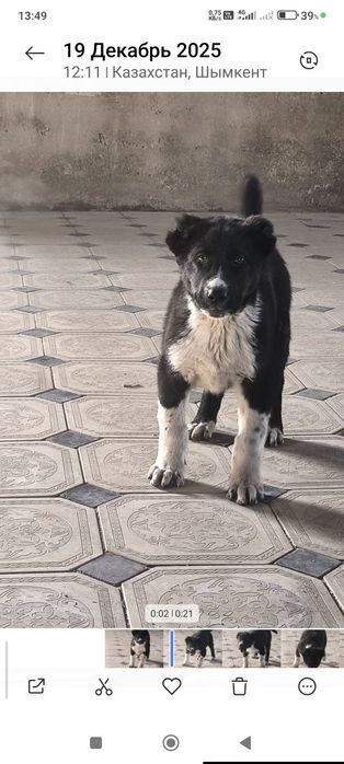 Тобет ит Арлан 4 месяц