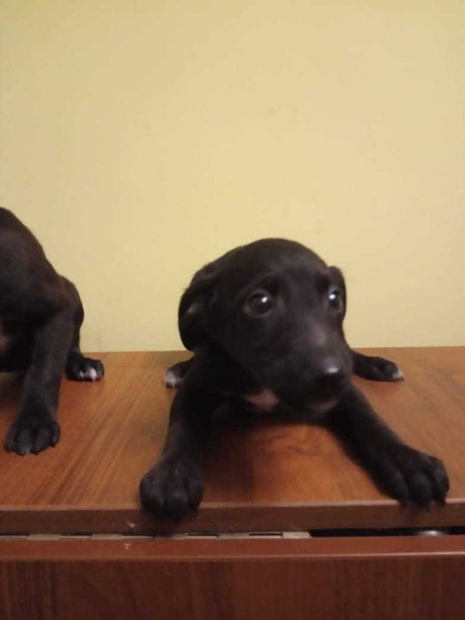 отдам щенков в добрые руки