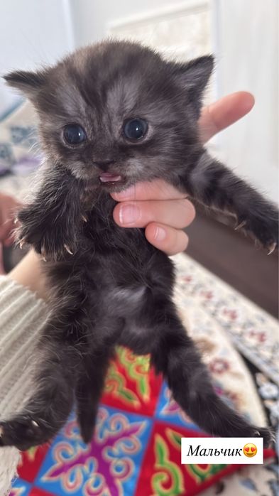 Продам британских котят
