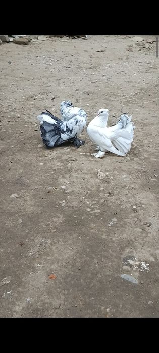 Porumbei de ornament voltati indieni spot saxon , bronzați.