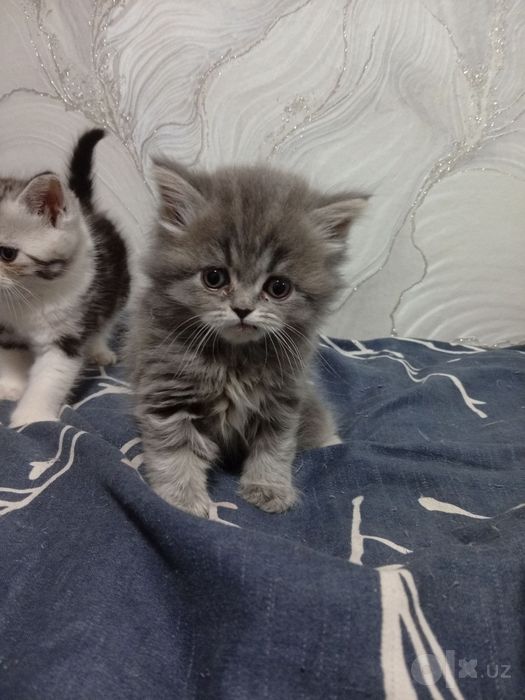 Скотиш страйт от правильной вязки