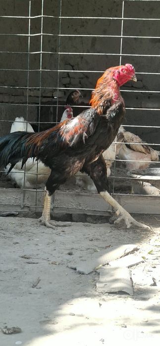 Zotli -Xo'roz Jangari