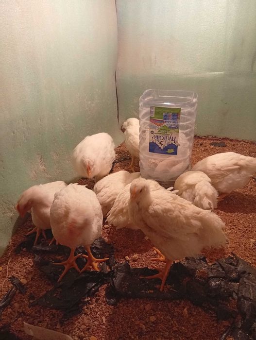 Semiz broiler tovuqlar