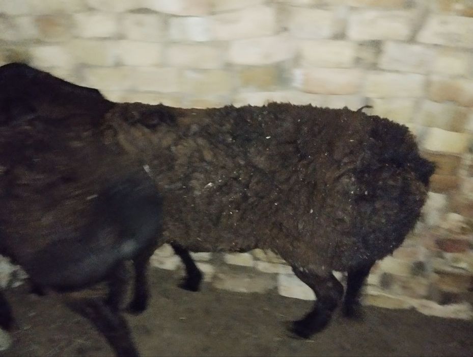 Qoy qochqor uyda boqilgan