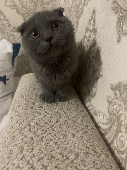 Scotish Fold mushugi sotiladi