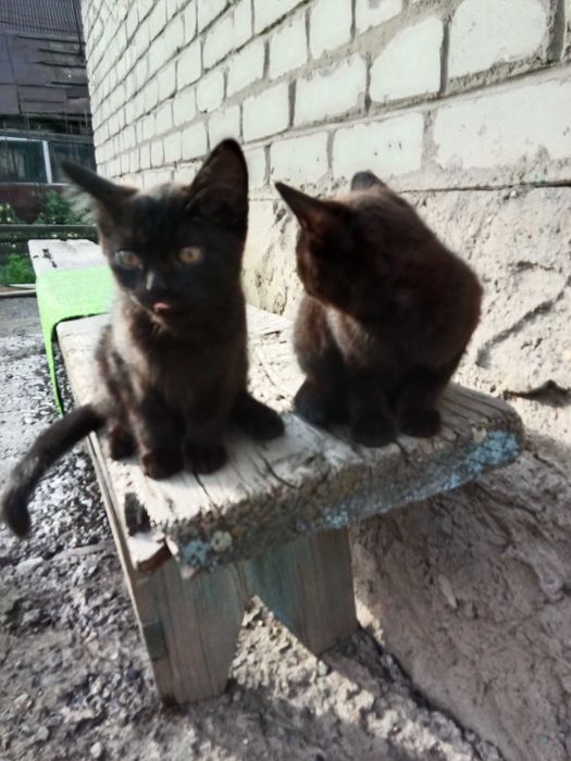 Отдам прекрасных котят