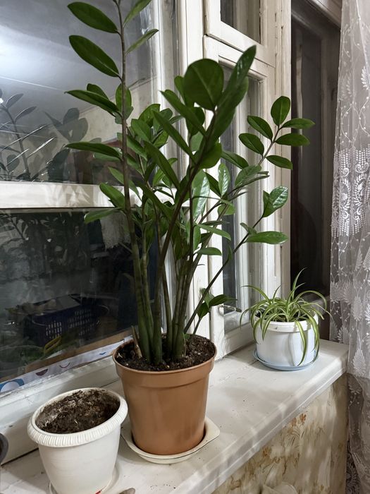 Продам домашний цветок