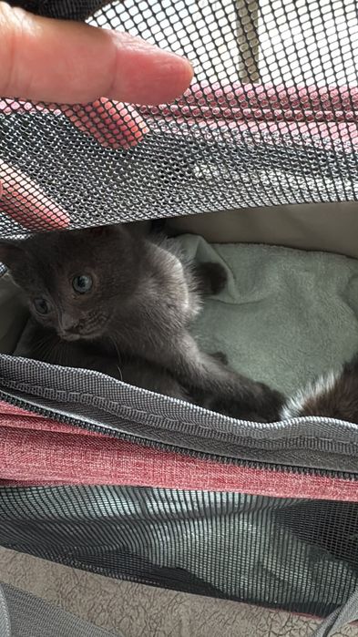 Ищет дом котеночек
