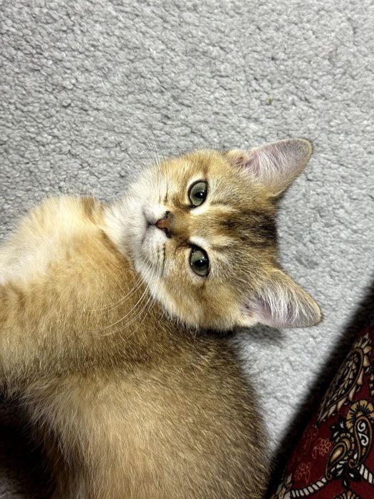 Mushuk Золотая шиншилла