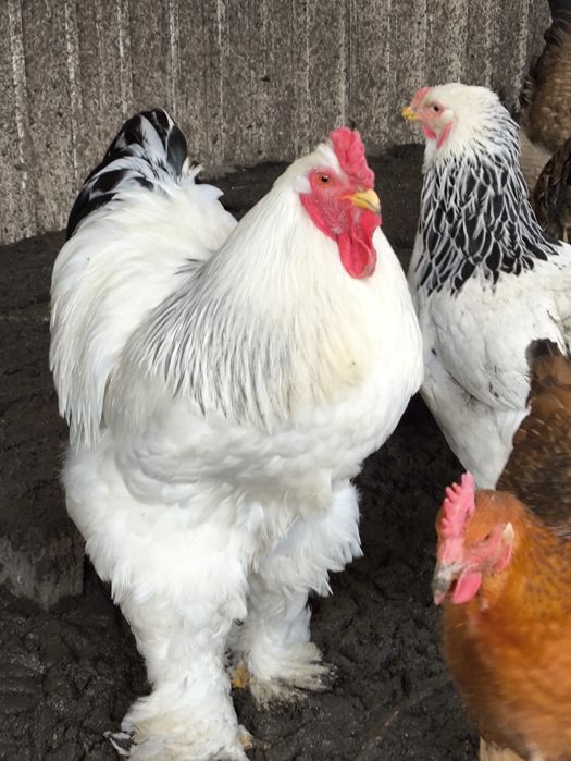 Петухи светлой брамы