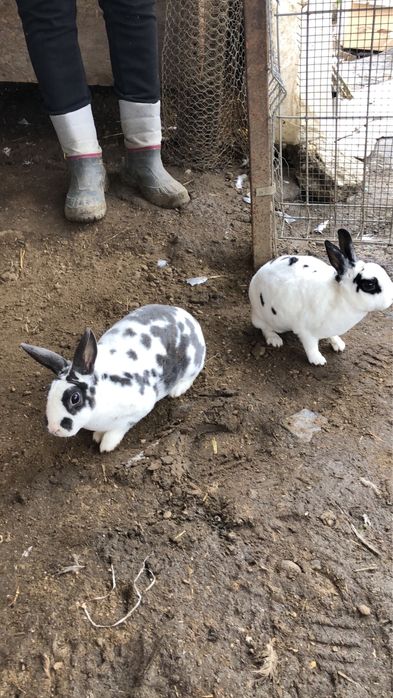 Femele iepure rex pitic