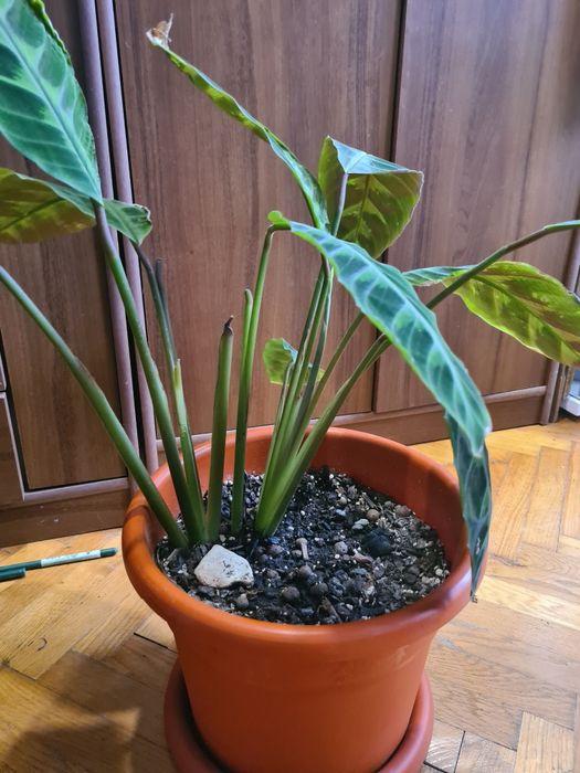 Ghiveci plantă Calathea