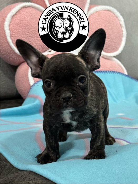 Femela buldog francez