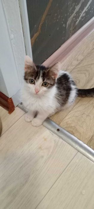 Няшка ищет любящих хозяев с дальнейшим прослеживанием