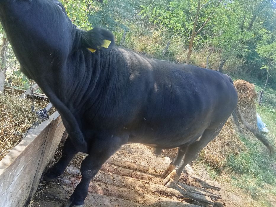 Taur angus de vânzare