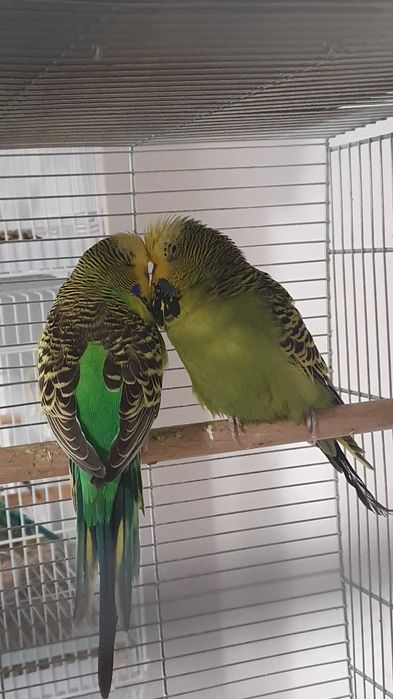 Perusi standard semi-standard si hagoromo pui si adulti