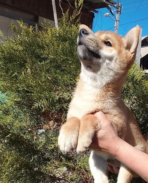 Щенки сиба ину клубные