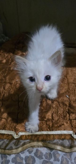 Отдам в добрые руки