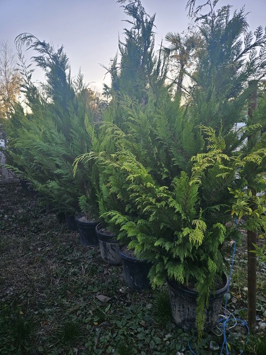 Artar japonez photinia maslin