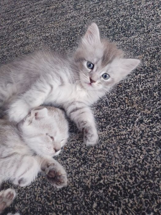 Котёнок на продажу