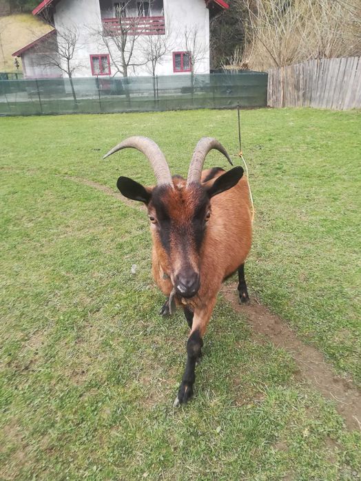 Vând capre și măgar