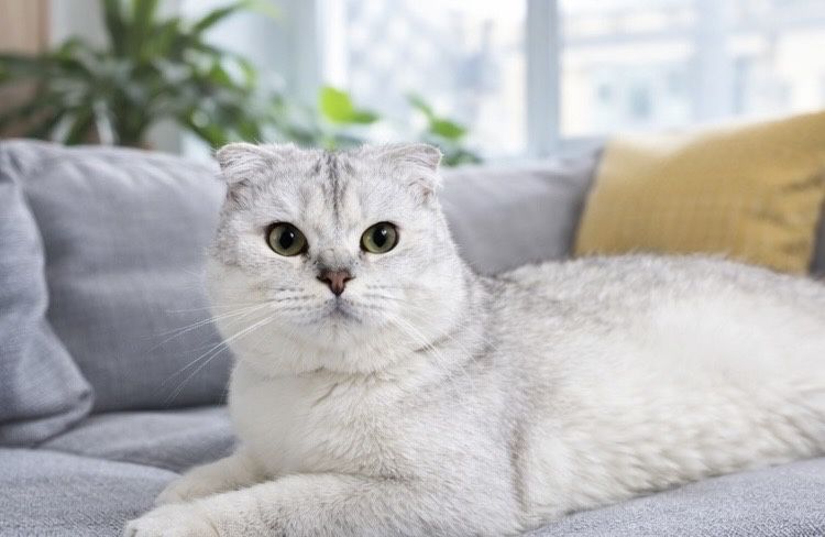 Красавец на вязку