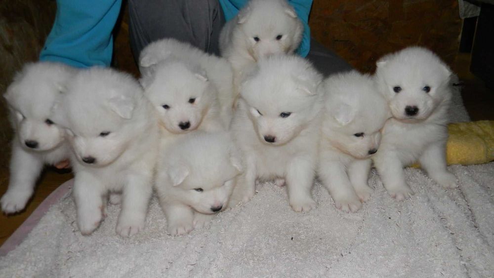 самоед бебета чистокръвни