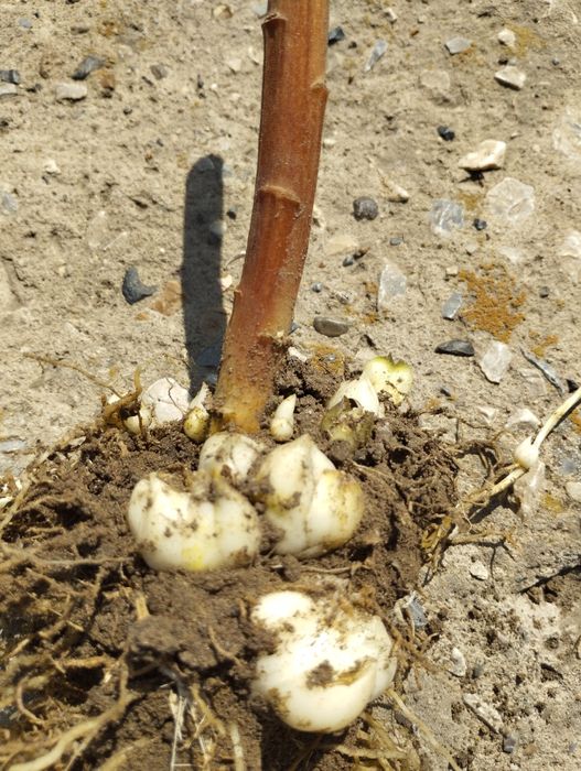 Продам луковицы лилии