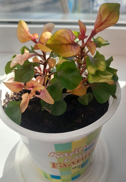 Комнатные  цветы