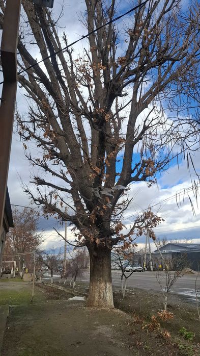 Живой дуб на материалы