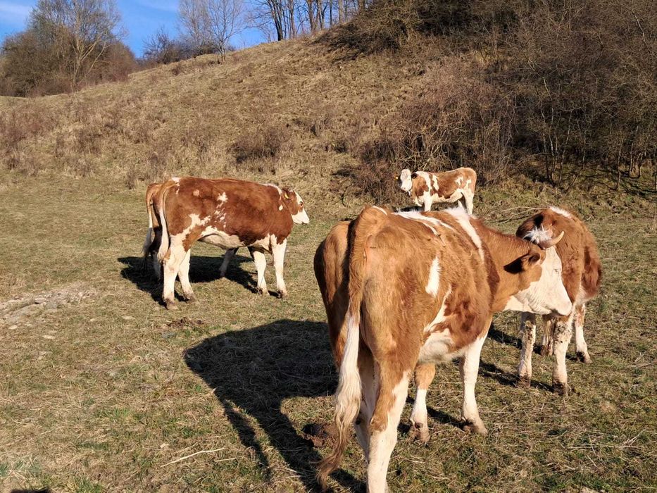 Juninci baltate de vanzare