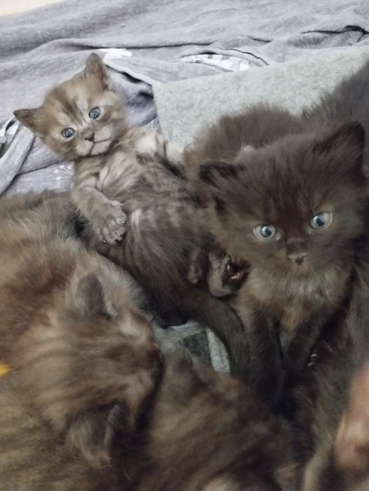 Котята бесплатно