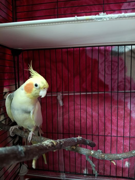 Продам попугая корелла