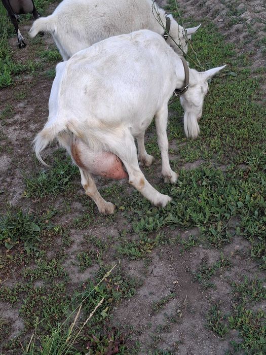 Коза дойная продам