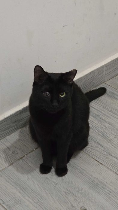 Pisica sterilizata spre adoptie