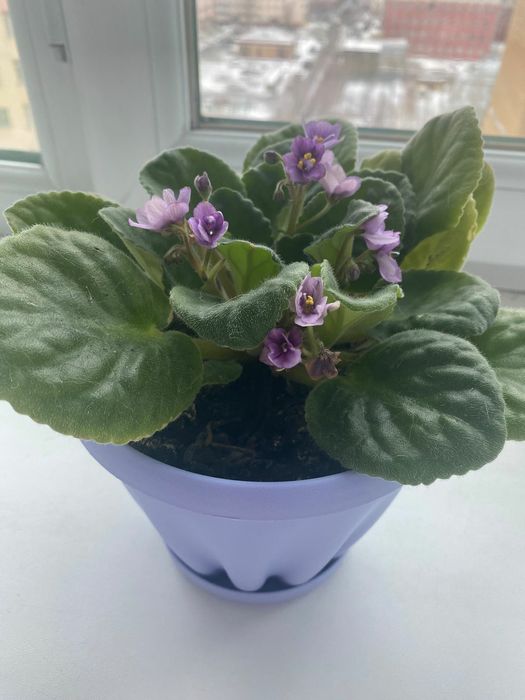 Продам комнатные фиалки