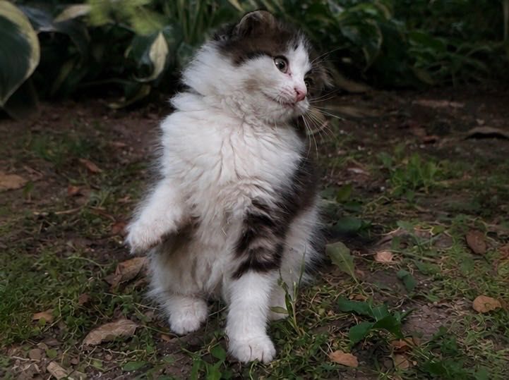 Шотландские котята