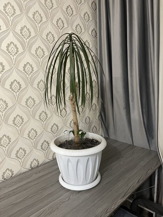 Продам драцену взрослую