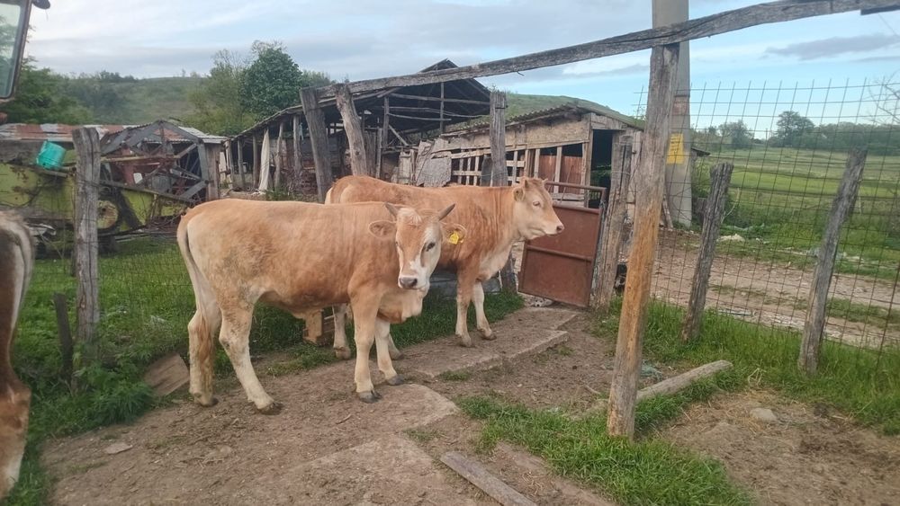 Vând juninci de 15 luni