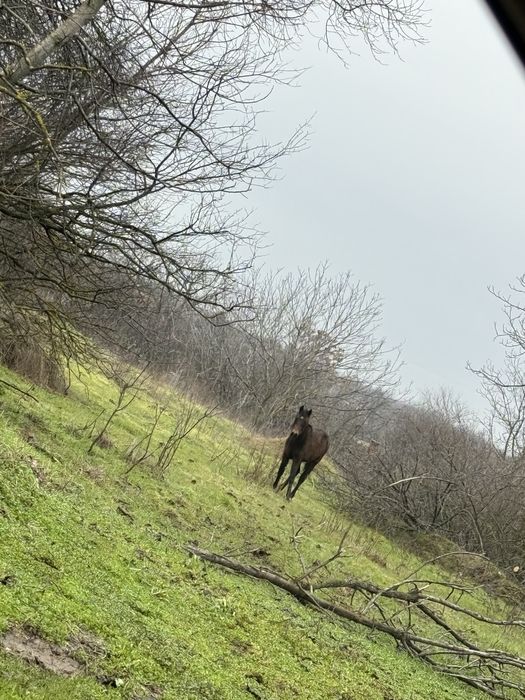 конче на 8 месеца