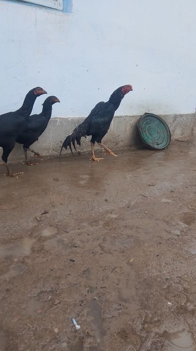 Дакан сатылады майский