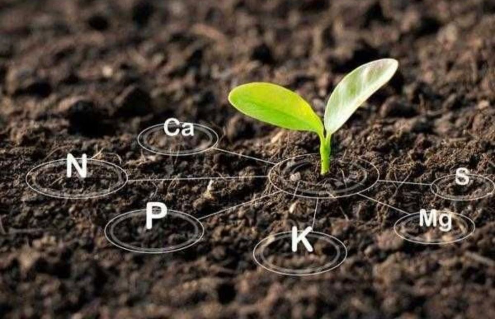 Биогомис 2500 капи