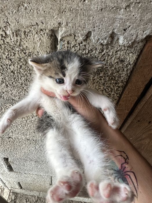 6 pui de pisica asteapta sa si gaseasca un adapost